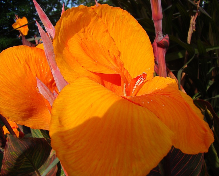 Single Orange Flower