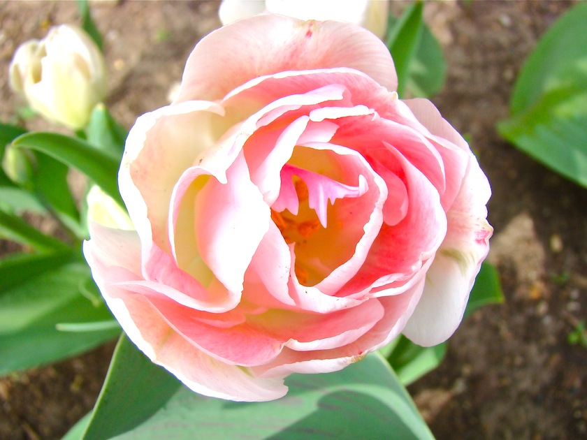 Pink Pastel Double Tulip
