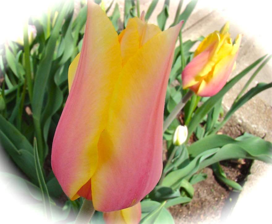 Pastel Single Tulip