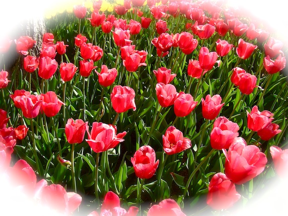 Field of Pink Tulips