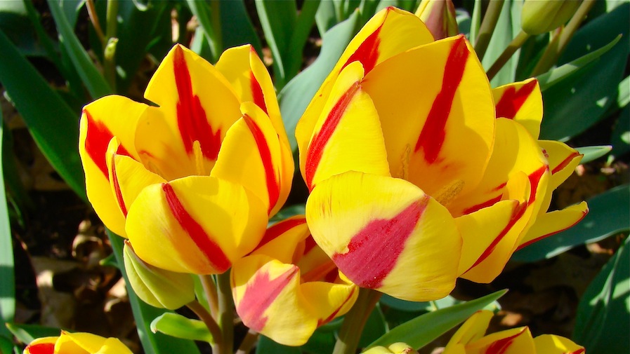 Tulips Yellow with Red Stripe