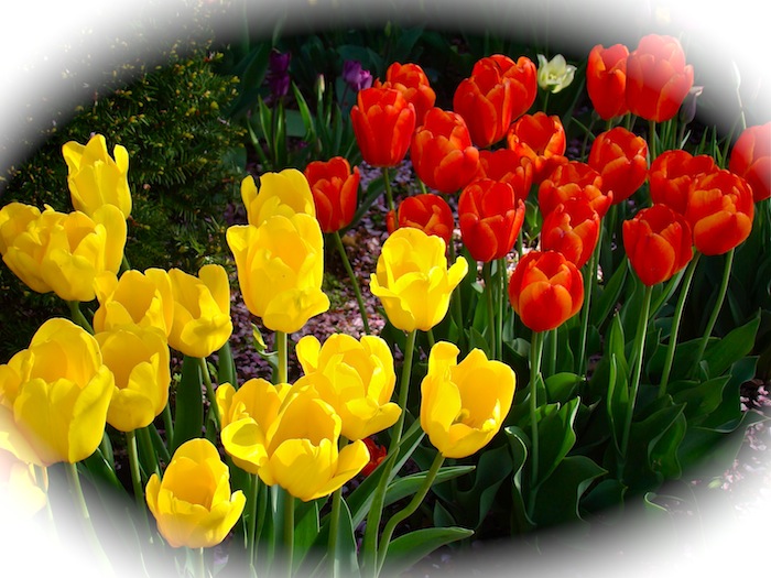 Yellow and Red Tulips