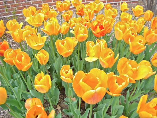 Tulips Yellow Orange