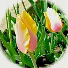 pastel tulips
