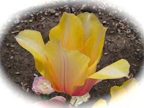 pink yellow tulip