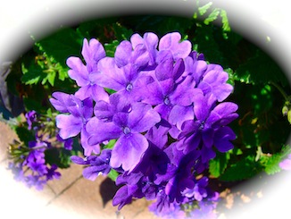 Purple Flowers