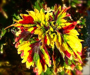 Coleus 