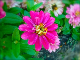 Pink Flower