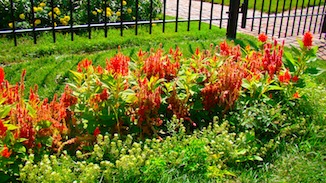 Red Flowers