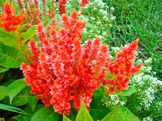 Red Flowers