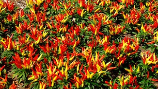 Ornamental Peppers flowers