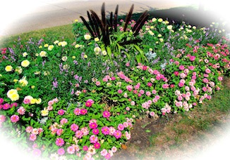 Multi colored flowers