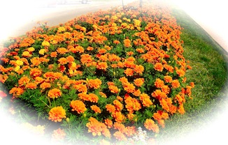 Orange Flowers