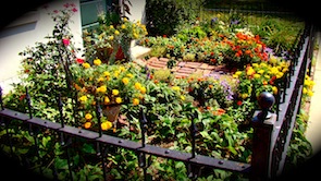 Patio Flowers