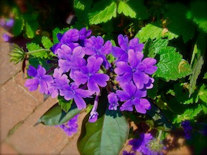 Purple Flowers