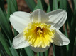 Daffoldils