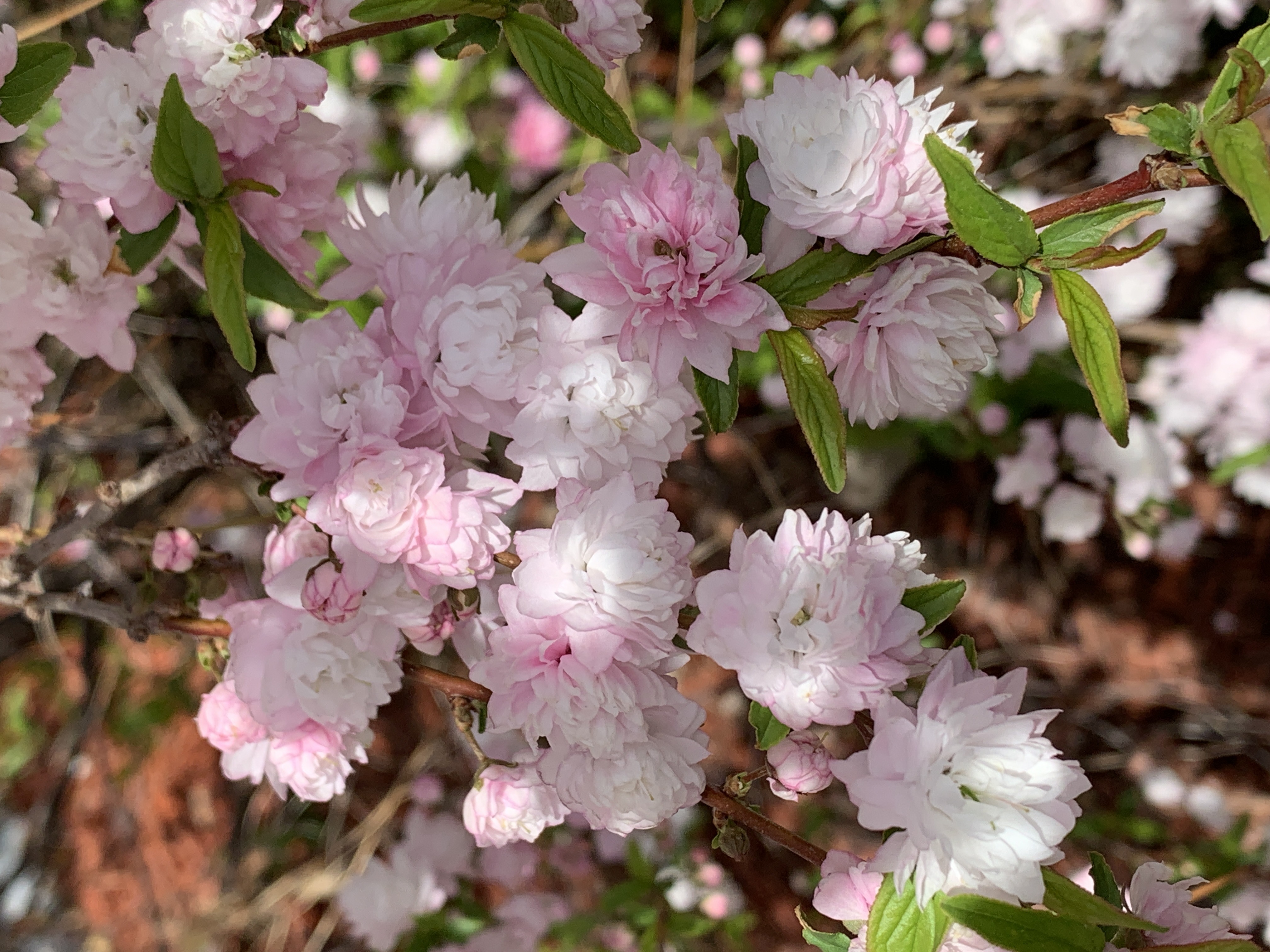 ElderlyBlossoms