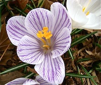 Purple Crocus