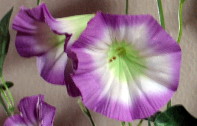 Purple Flowers Still LIfe