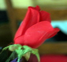 Red Rose