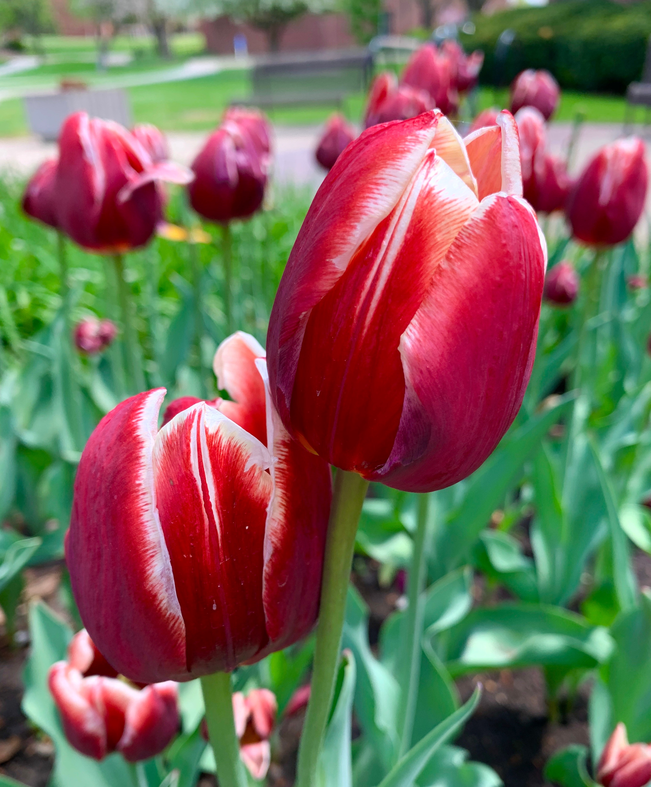 James 2 Red Tulips