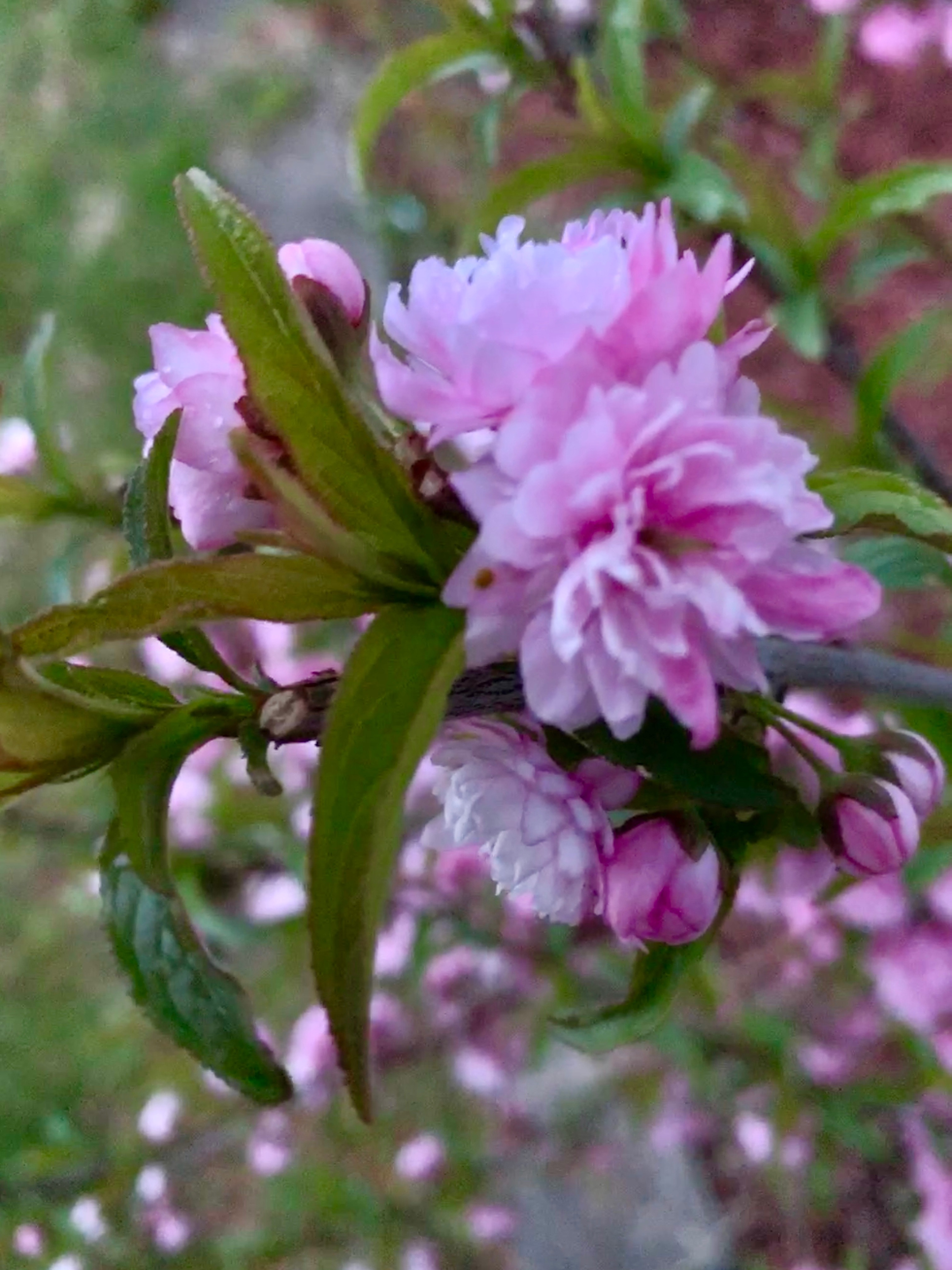 James Lavender Flowers