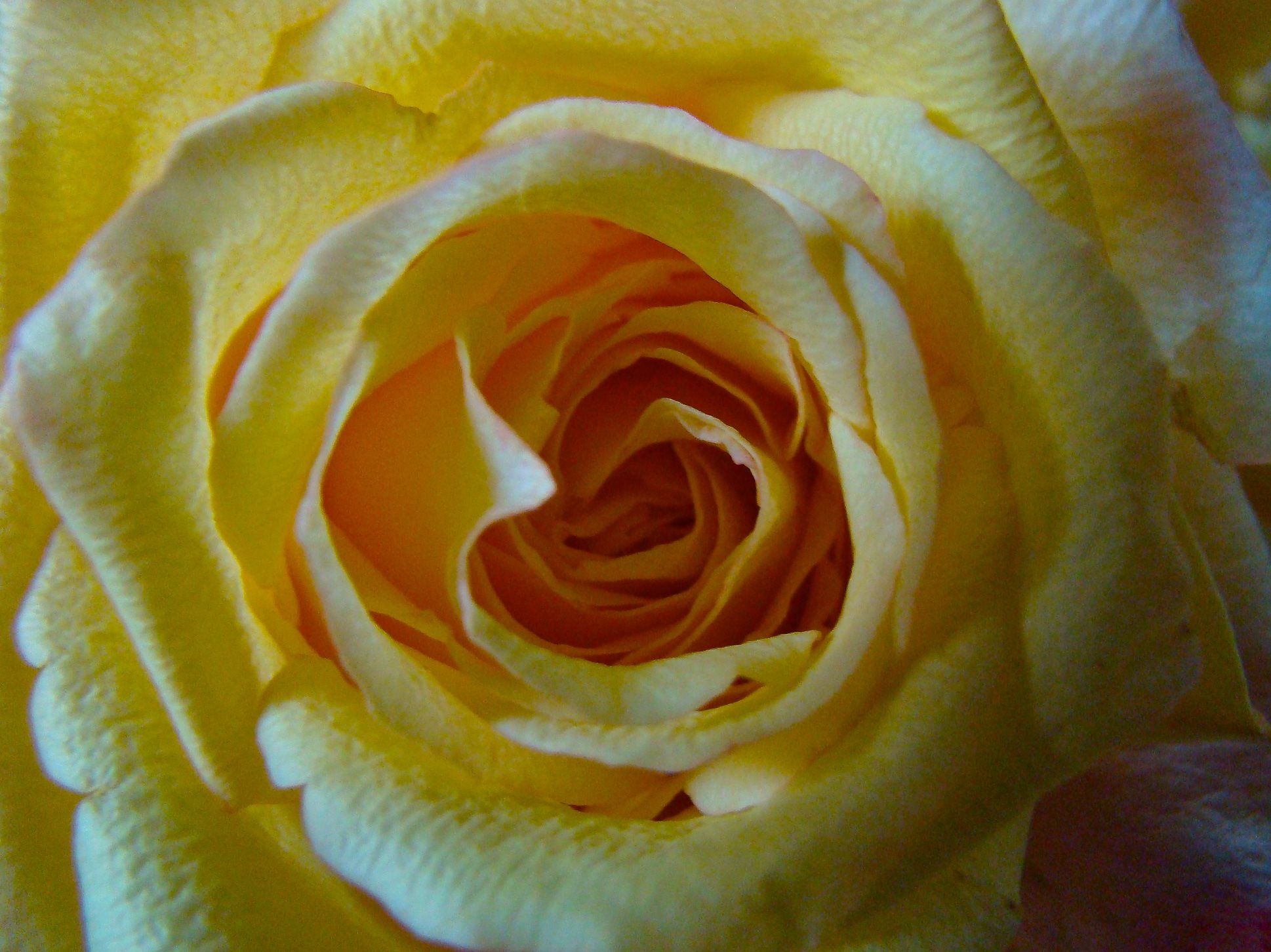 Mary Yellow Rose Center