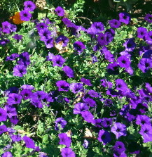 purple petunias flowers