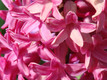 pink fllowers