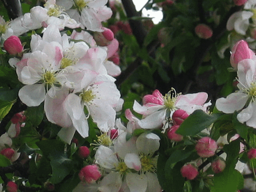 Spring Blossoms