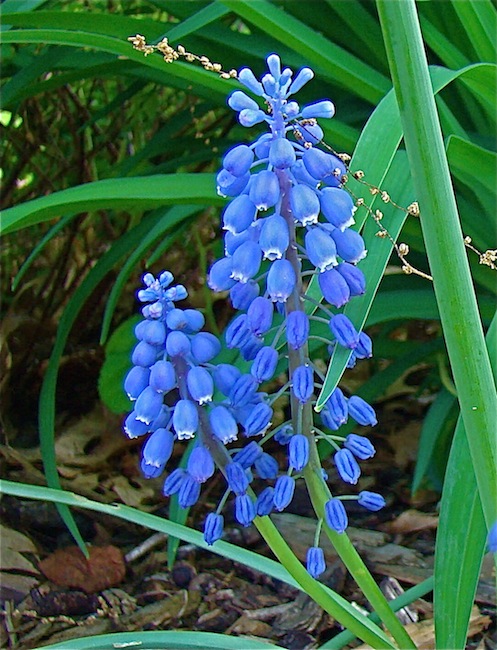 Bluebells