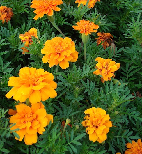 Orange Flowers