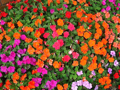 Pella Flowers Orange Pink