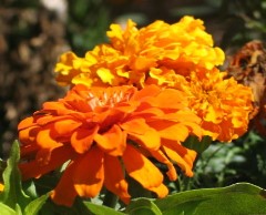 Double Orange Flowers