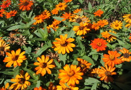 Orange Flowers