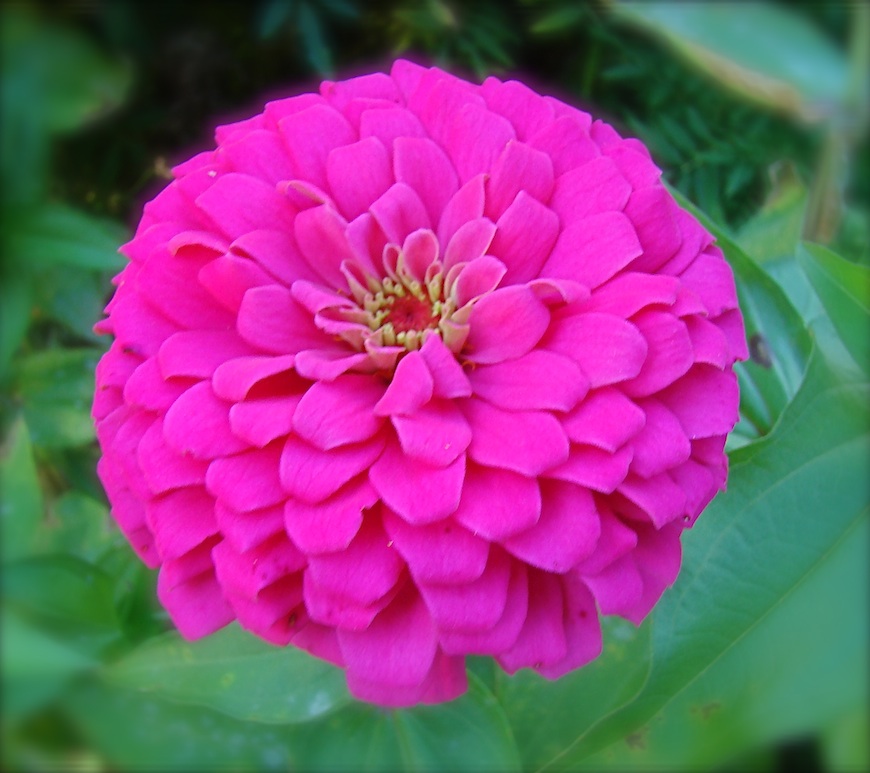 Pink flower