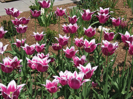 Pink White Tulips