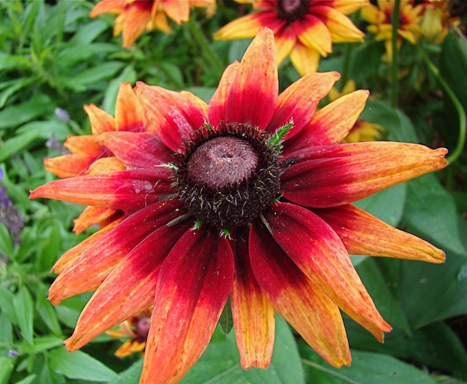 Double Orange Flower