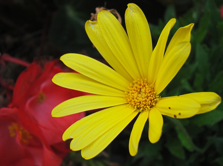 Yellow Flower