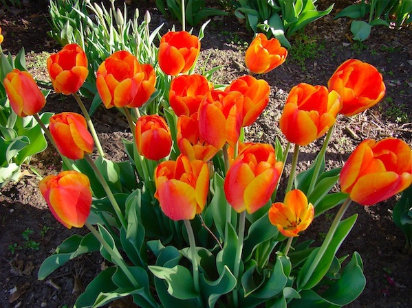 Orange Tulip Grouping