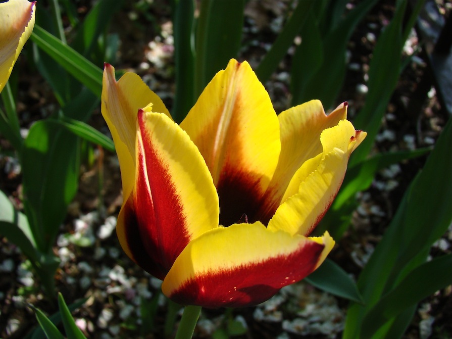 Pella Tulip Burgundy with Yellow