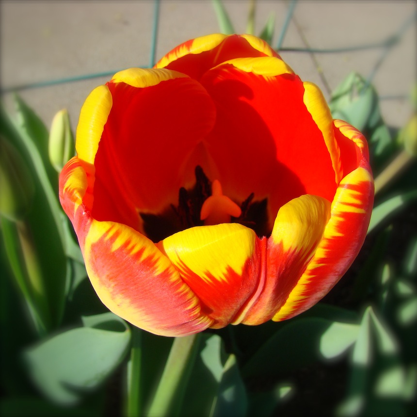 Tulip Orange with Yellow