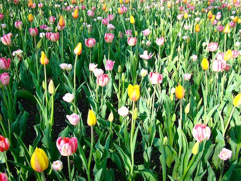 Field of Pastel Tulips