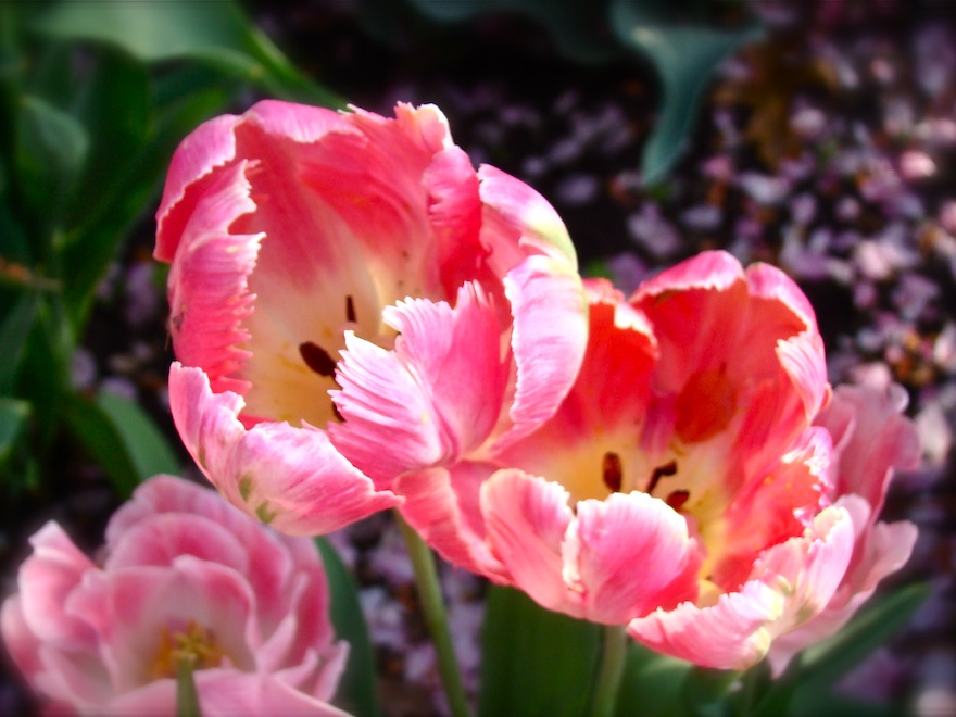 Tulips Pastel Duo