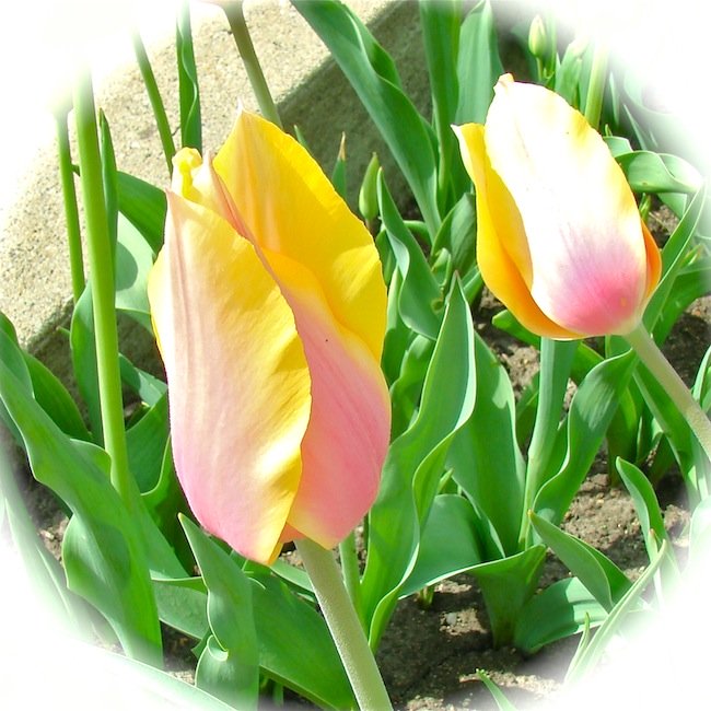 Pastel Pella Tulips