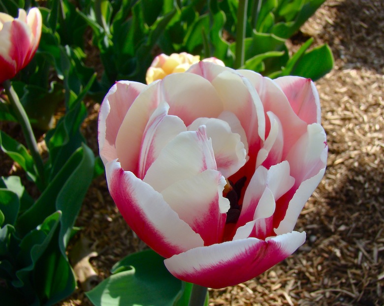 Pink and White Tulip