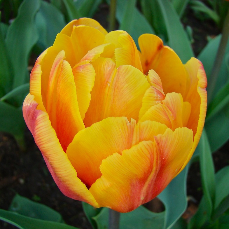 Yellow Orange Double Tulip