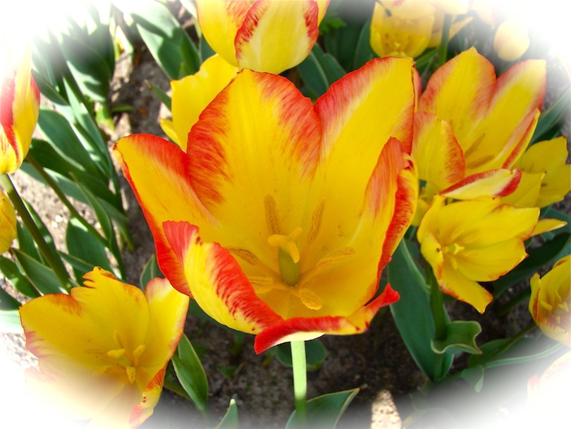 Tulips Yellow with Red Fringe