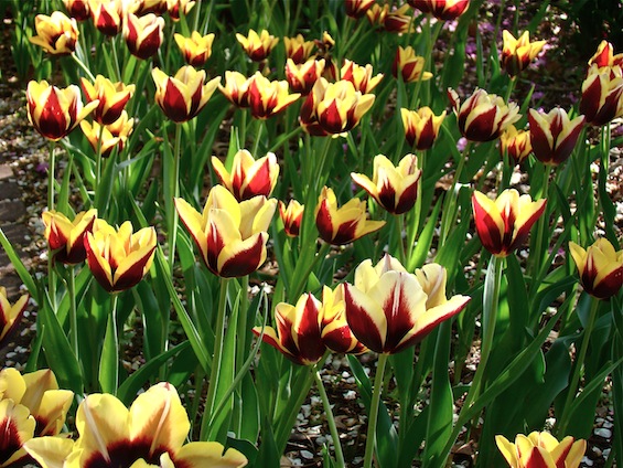 Field of Burgundy and Yellow Tulips