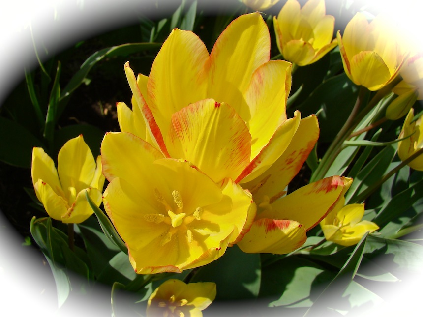 Tulips Delicate Yellow